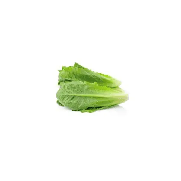 Cos lettuce 